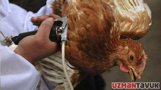 Avian Influenza‘da alınacak tedbirler
