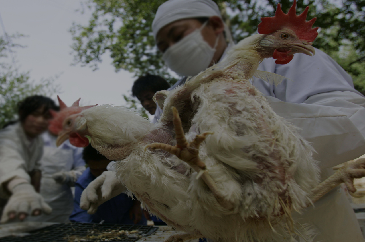Tavuklardan Corona Virüsü bulaşır mı